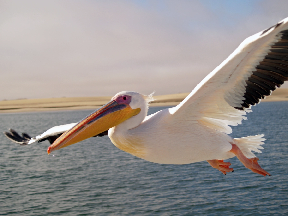 Pelican Flying